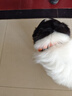 petlimit狗狗脖圈项圈小中大型犬颈圈泰迪金毛狗链脖套宠物用品柔软 桔色M 实拍图