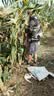 维曼芬夏季降温空调服带风扇的衣服户外防暑充电制冷劳保工人工地工作服 2风扇迷彩1件带3C认证电池1个9900万36V配件1套 XL 推荐125-145斤 实拍图
