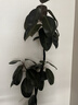 花翁大盆三杆发财树绿植盆栽招财植物办公室内开业盆景金钱树源头直发 实拍图