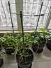 九千谷植物攀爬支架包钢管花盆爬藤花架蔷薇葡萄固定架子90CM 2套装4948 实拍图