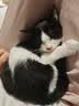 普安特猫咪体内驱虫药米尔贝肟吡喹酮片防治寄生虫成猫普乐妙56mg*1片 实拍图