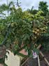 佳沛（zespri）新西兰  阳光金奇异果6粒装 单果约88-103g 猕猴桃水果 实拍图