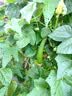 可漾 红豆薏米水 0卡无脂肪 红豆无糖饮料500ml*15瓶装整箱 实拍图