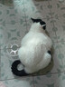 网易严选全价猫粮4.0 主粮成幼猫驼羊奶易消化促吸收 鸡肉羊奶味1.5kg*4袋 实拍图