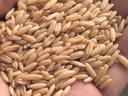 硃碌科 有机燕麦米3斤罐装 东北燕麦仁 粥米伴侣 五谷杂粮粗粮东北杂粮 实拍图