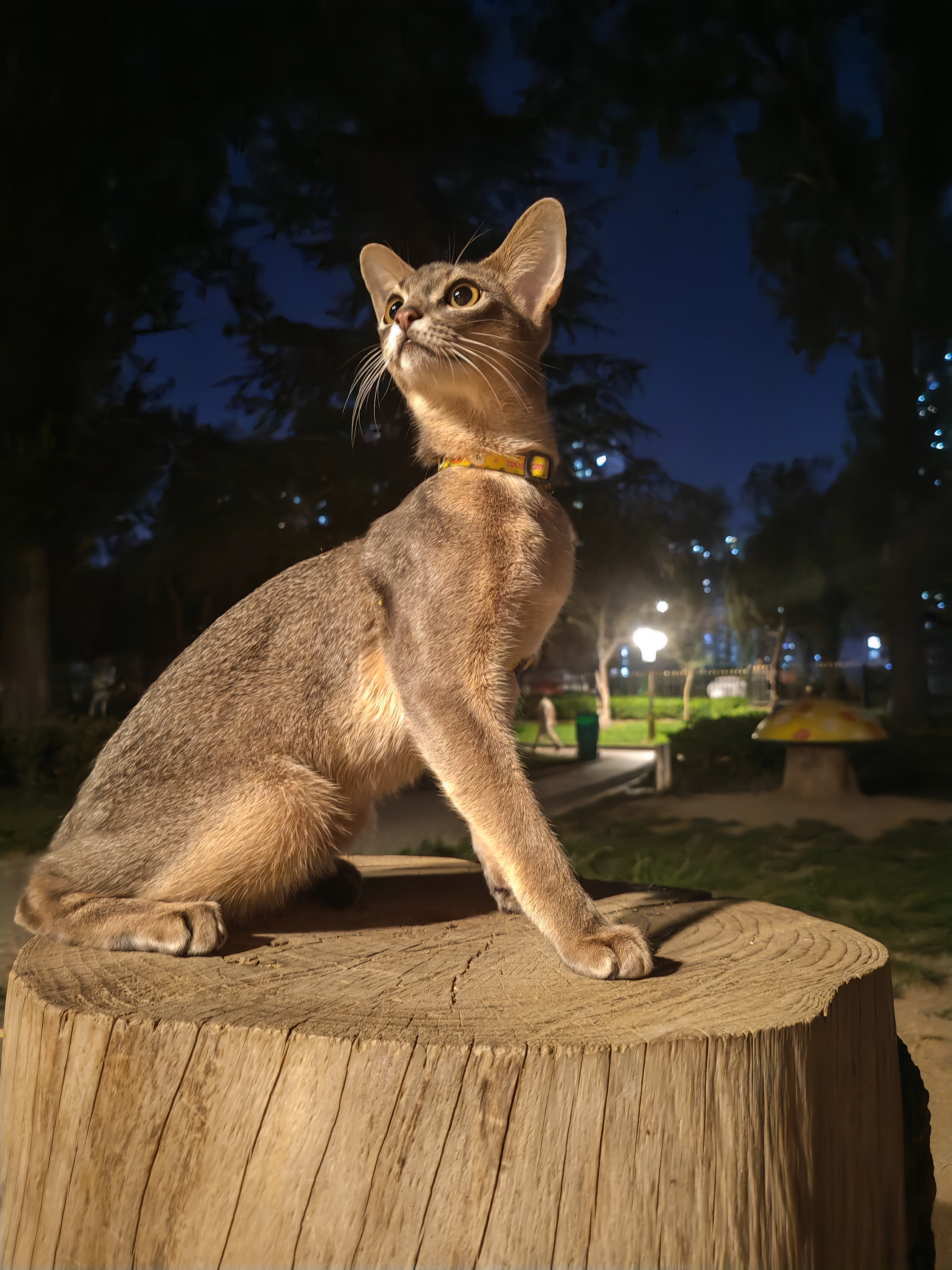 N1 爱宠爱猫木薯混合猫砂植物木薯砂混钠基矿砂不易粘底2.3kg*4非膨润土球砂 实拍图