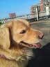 伯纳天纯中大型犬全价成年犬粮金毛宠物主粮羊肉蔓越莓15kg囤货装 实拍图