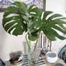双盟龟背竹水培老桩大叶开背绿植盆栽除甲醛50-70cm1棵不含瓶源头直发 实拍图