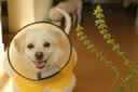 华元宠具（hoopet）狗狗伊丽莎白圈项圈小型犬宠物猫咪颈圈脖圈头套猫伊利沙白圈头罩 实拍图