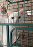 pidan混合豆腐猫砂 豆腐膨润土皮蛋猫砂除臭猫砂结团快 经典款2.4kg*4 实拍图
