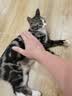 欢宠网伊丽莎白圈猫宠物狗猫咪狗狗绝育软项圈头套脖套防舔防咬脖圈耻辱 实拍图
