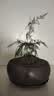 文竹盆栽绿植花卉盆景植物室内客厅水培文松云竹文竹大苗四季常青 小文竹【1颗】原盆原土球发货 高度15-25cm 实拍图