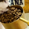 愛肯拿（ACANA）猫粮 牧场盛宴成猫幼猫粮 高蛋白无谷进口鸡肉粮5.4kg 效期27/5 实拍图