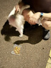 比瑞吉狗粮小型犬老年犬俱乐部系列山药橄榄油果寡糖通用粮2kg7岁以上 实拍图