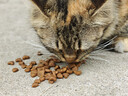 多特思(DOTUS) 猫零食猫条随机口味15g*8支成猫幼猫咪零食湿粮 实拍图