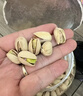 三只松鼠罐装开心果1.1kg大颗粒无漂白0添加每日坚果炒货休闲零食团购送礼 实拍图