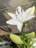 香水百合种球带芽四季开花室内外阳台多头百合耐寒好养 白色【带芽发货】 3个球（更实惠） 实拍图
