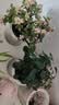 花翁栀子花盆栽四季开花卉大全树苗室内绿植好养易活茉莉花源头直发 实拍图