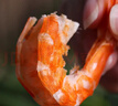 海鲜颂即食大虾干烤虾干虾仁干海虾干海产干货零食干虾海鲜特产源头直发 烤虾干XL 净重500g 实拍图