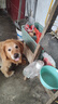 好主人狗粮 全犬种通用成犬粮2.5kg泰迪金毛拉布拉多比熊天然粮5斤/20斤 【超值囤货】全犬种成犬粮20斤 实拍图