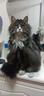 顽皮小金盾猫粮100%鲜肉全价成猫冻干猫粮1.8kg鸭肉配方新老随机发货 实拍图