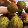 海南妃子笑荔枝约900g 实拍图