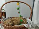 雷米高（RAMICAL）澳丽得 猫粮蓝猫英短主粮幼猫成猫海洋鱼味全价猫粮试吃500g 1斤 实拍图