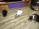 麦富迪猫罐头 红肉猫罐头猫咪零食成幼猫补水亮毛吞拿鱼鸡肉170g*24罐 实拍图