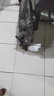 贵为（GiGwi）仿真发声小鸟逗猫玩具小猫咪幼猫自嗨解闷神器逗猫棒 实拍图