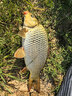 龙王恨鱼饵野战蓝鲫香腥钓饵江河湖库黑坑野钓鲫鱼鲤鱼草青鳊鱼钓鱼饵料 实拍图