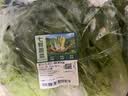 散叶生菜约400g 实拍图