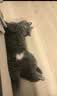 普安特猫咪体内驱虫药米尔贝肟吡喹酮片防治寄生虫成猫普乐妙56mg*1片 实拍图