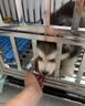 华美龙狗笼子加粗中大型犬不锈钢狗笼宠物狗狗窝狗屋柯基金毛高档耐咬 【组装款】78*52*68【激光满焊+赠狗碗×1】 实拍图