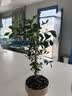 泰西丝九里香盆栽绿植造型花卉四季好养植物室内办公桌面常青苗源头直发 实拍图