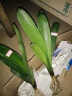 纳格兰君子兰花苗绿植盆栽室内花卉植物蓝色君子兰花苗 绿花 2年苗2-4片叶子 实拍图