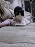 皇家猫粮 幼猫猫粮 幼猫专用 K36 通用粮 4-12月 400g 实拍图