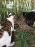 伟嘉主食级罐头 猫湿粮泰国进口猫罐头吞拿鱼味400g*12整箱装 实拍图