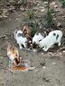 京东京造猫粮烘焙高鲜肉成猫粮无谷咕噜宣言全价全期3.0猫粮镶嵌2kg 实拍图