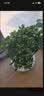 栀子花盆栽四季卉植物室内绿萝绿植茉莉花带花苞开花好养树苗植物 【主图怀抱款】精品级230#特大盆栀子花+加仑盘 送营养液 实拍图