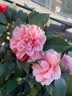 花翁香妃茶花盆栽浓香型山茶花树苗室内庭院花卉好养大棵四季源头直发 实拍图