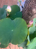 花西子空气散粉定妆蜜粉03妆似雾8.5g 24H持妆控油修容生日礼物 实拍图