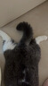 领先全价幼猫主食猫条9g*4条羊奶口味猫咪零食猫粮湿粮猫罐头 实拍图