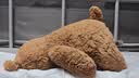 Jellycat巴塞罗熊动物毛绒玩偶儿童安抚公仔小熊潮玩送礼生日礼物 巴塞罗熊 Huge 实拍图