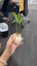 八芽迷你竹柏盆栽茶几好养花卉绿植四季常青办公室内桌面植物净化空气 竹柏+小茶罐盆（陶瓷）+竹底托 带盆栽好 实拍图