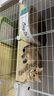 疯狂的主人猫抓板窝特大号猫玩具猫爪板猫抓盆不掉屑猫窝椭圆形瓦楞纸 实拍图
