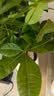 花翁大盆三杆发财树绿植盆栽招财植物办公室内开业盆景金钱树源头直发 实拍图