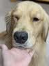 疯狂小狗 中大型幼犬成犬狗粮金毛专用全价粮20斤狗粮10kg 实拍图