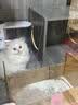 醇粹优鲜高鲜肉猫粮10斤全价冻干成猫幼猫鲜鸡鸭肉增肥长肉肠胃粮5kg 实拍图