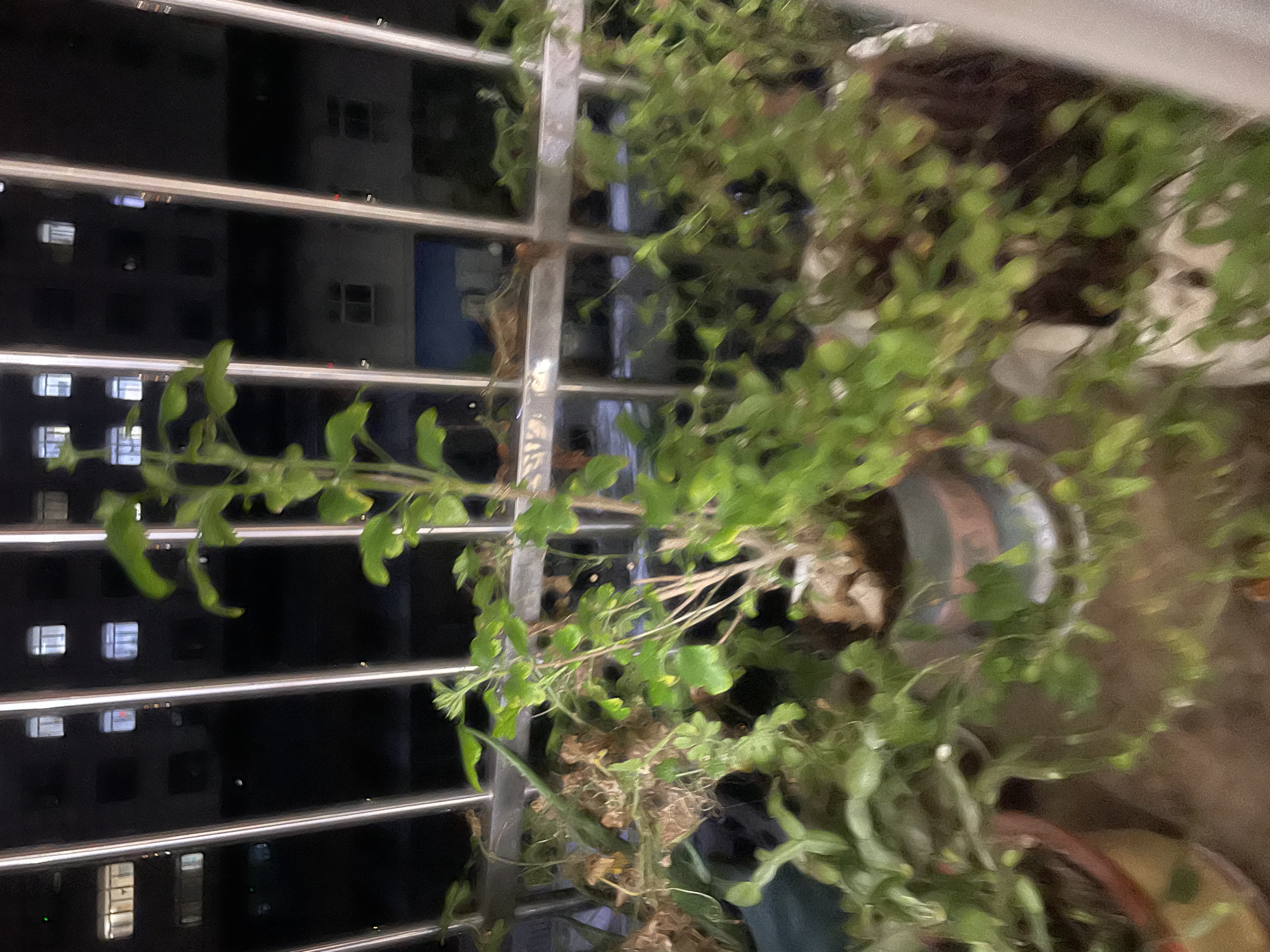 沙宣绿钻控油瓶洗发水控油蓬松500g无硅油洗头膏去油清爽洗发露男女 实拍图