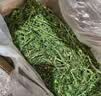 牛宠26年新草9A烘干紫花苜蓿草兔子草料幼兔荷兰猪牧草小豚鼠粮食720g 实拍图